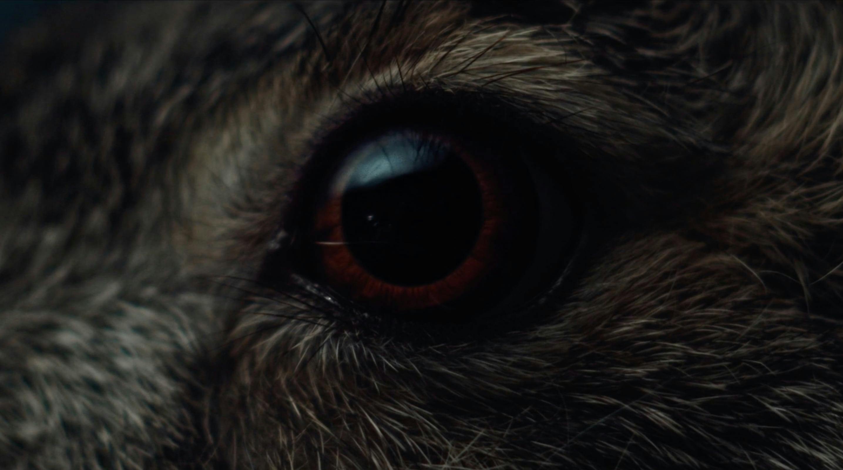 A Visual Ode to A Hare in the Woods - featuring Massimo Bottura